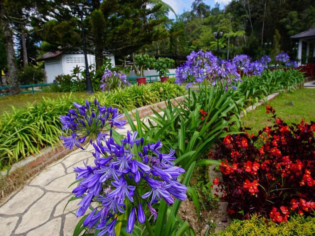 Krs Pines Hotel Cameron Highlands Exteriér fotografie